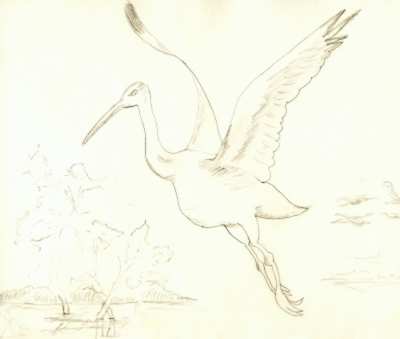 Stork in Flight.